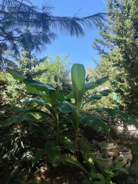 Suzana Garden Otel Venus Dış mekan fotoğraf