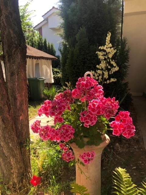 Suzana Garden Otel Venus Dış mekan fotoğraf